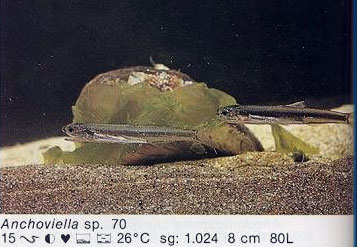 Anchoviella sp